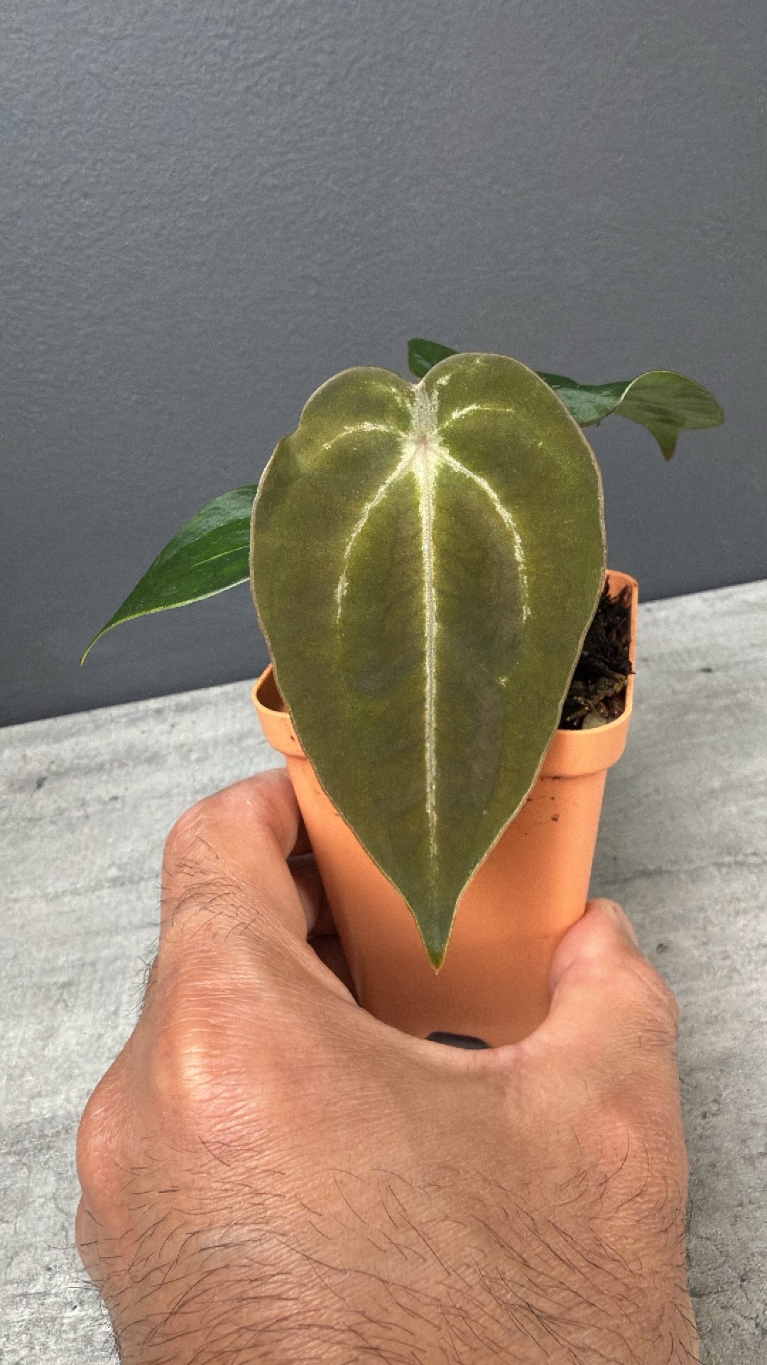 Anthurium Demon x Devil Select