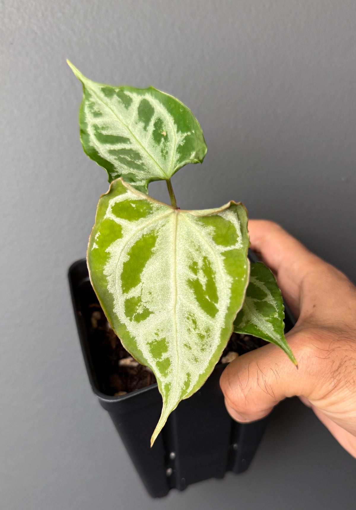 Anthurium (KOS x Red Crystal) X (Muchlis x Red Crystal) select Wide Sinus