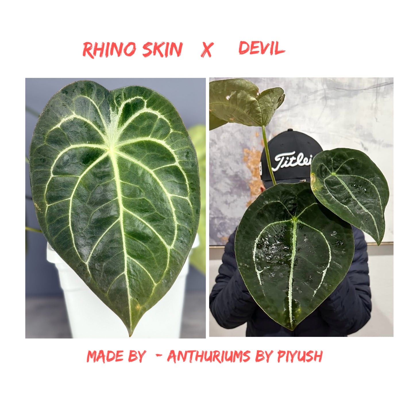 Anthurium RhinoSkin x Devil - Super Select
