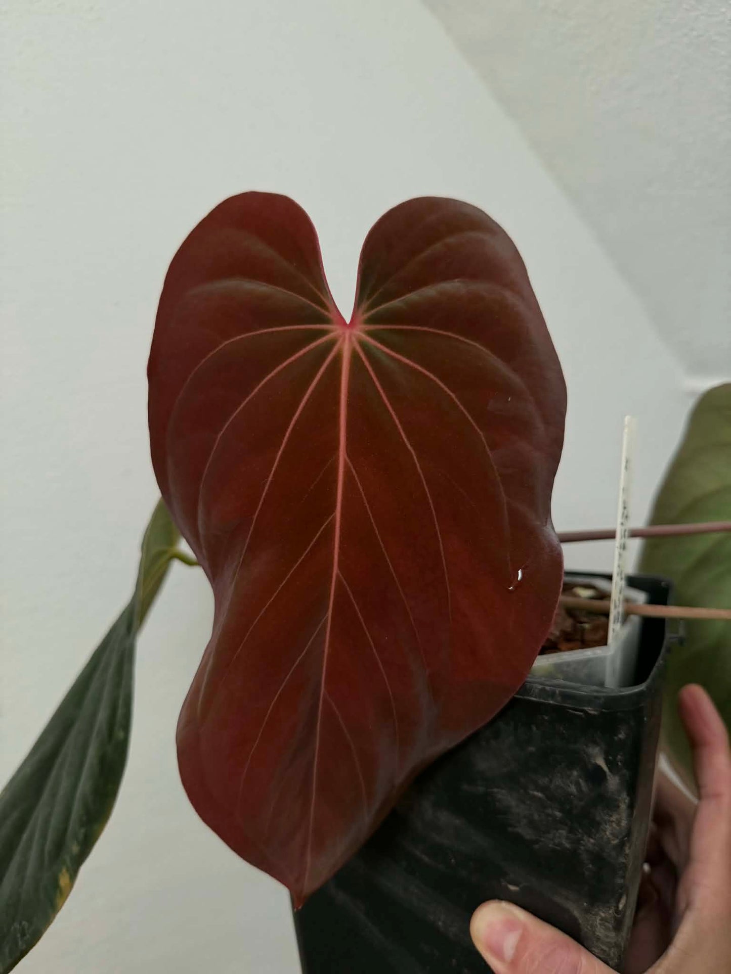 Anthurium (Dress Carla x Dress BVEP) X BVEP - Super Dark A