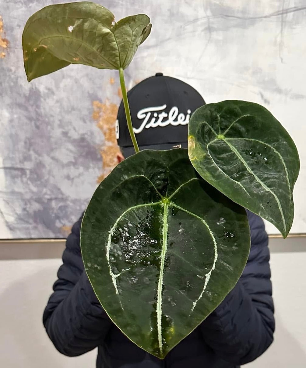 Anthurium (Dorayaki x Luxurians) X Devil Select Silvery