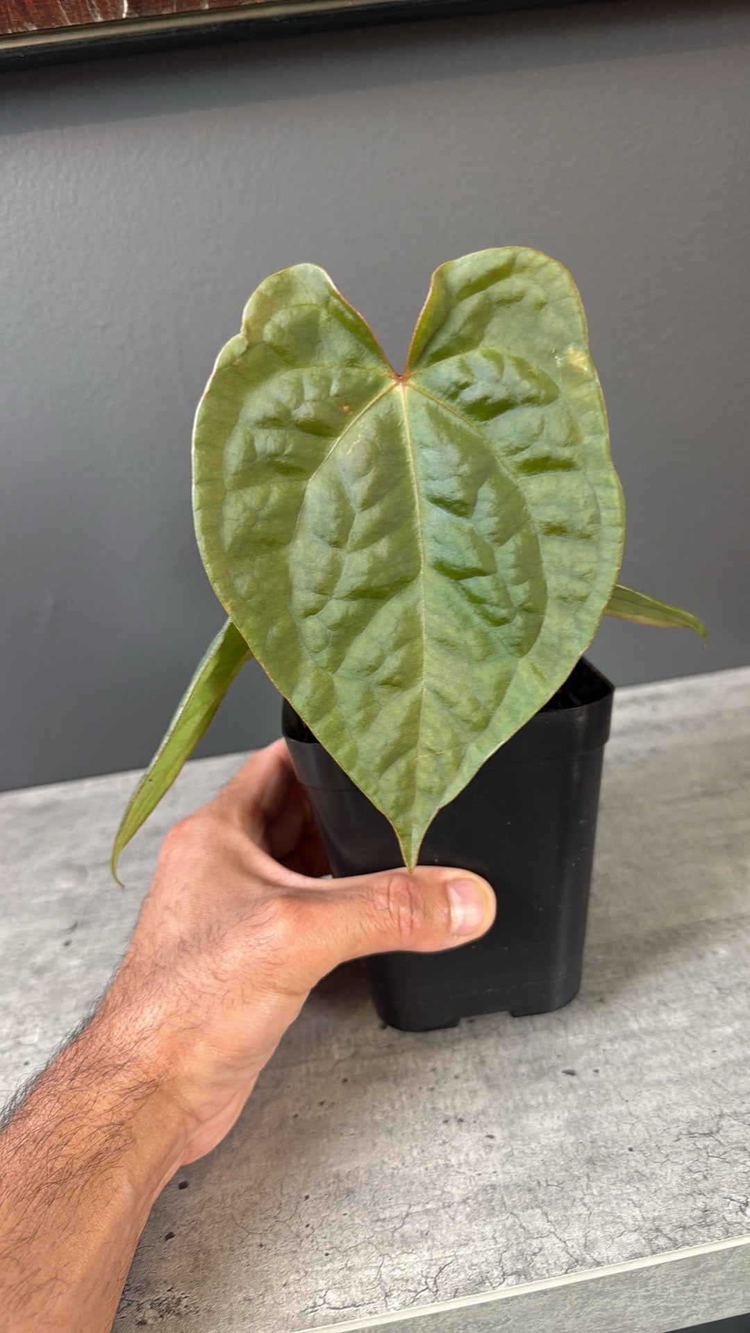 Anthurium (Forgetti x Luxurians) X Demon - Select A