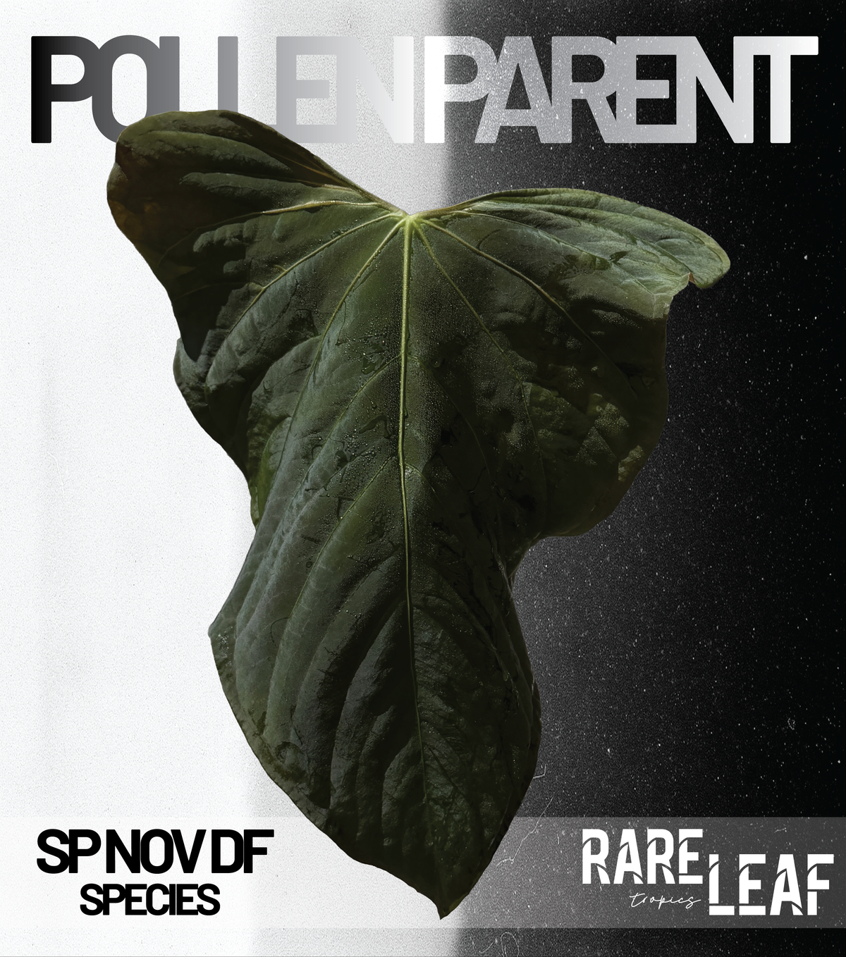 Anthurium Dark Boy X SP Nov Df