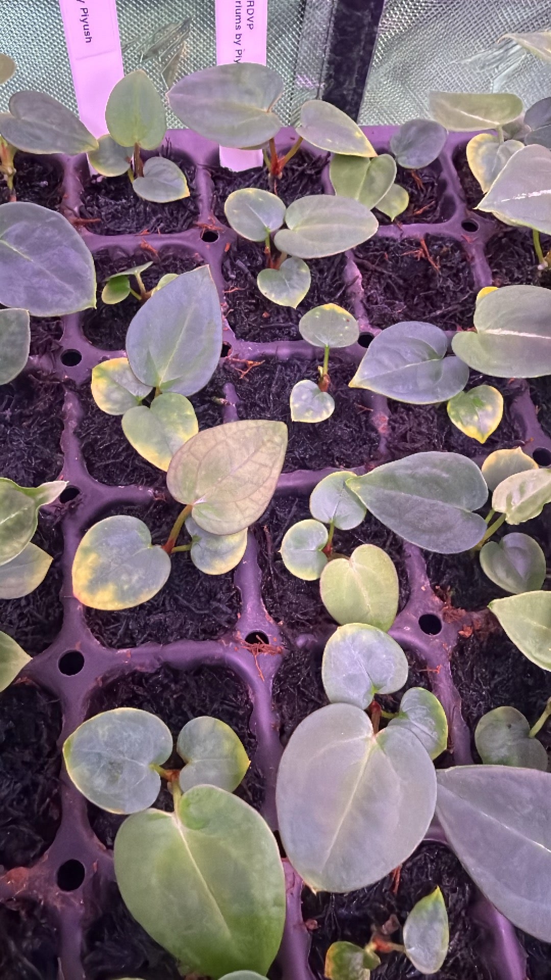 Anthurium Dark Boy X Red Vein Dark Phonix