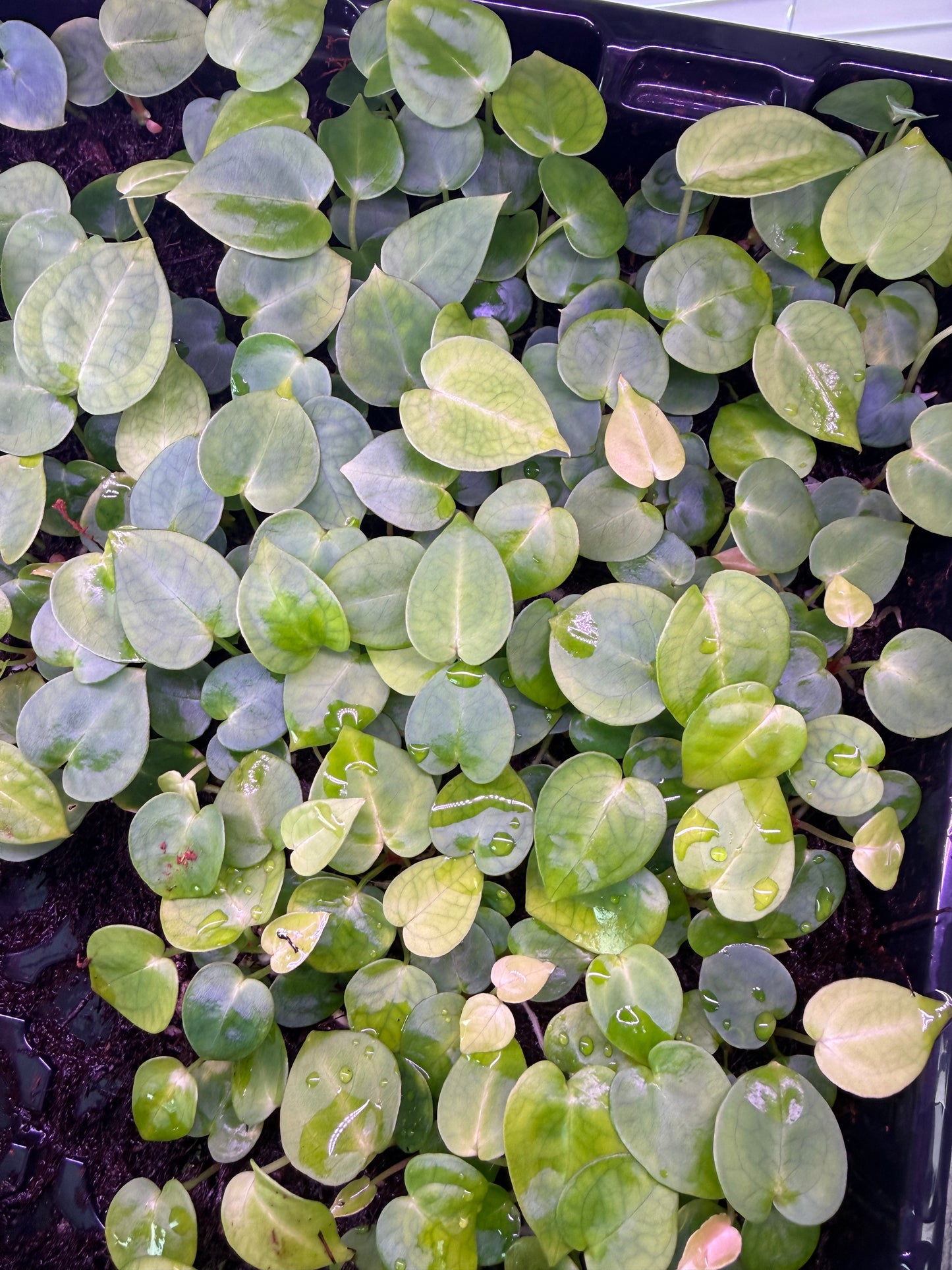Set of 2 - (Magnificum X Michelle) X (Variegated Pap x Forgetti) - Non-Variegated Seedling