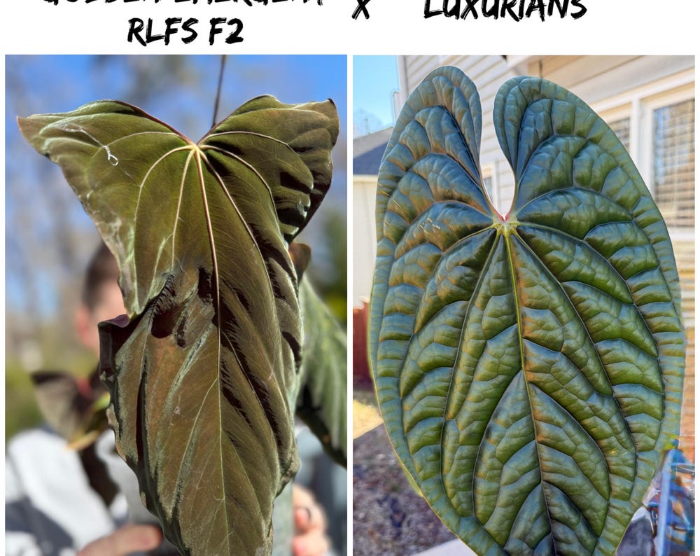 Golden RLFS F2 X Luxurian - A
