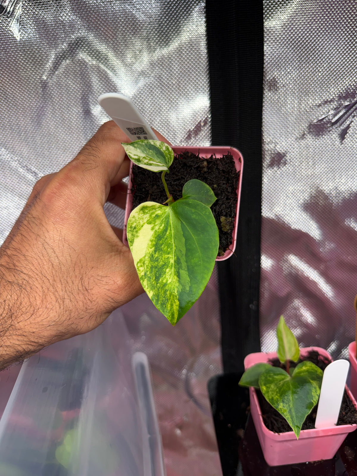 Var Indo Port x X Pink Lemonade S1