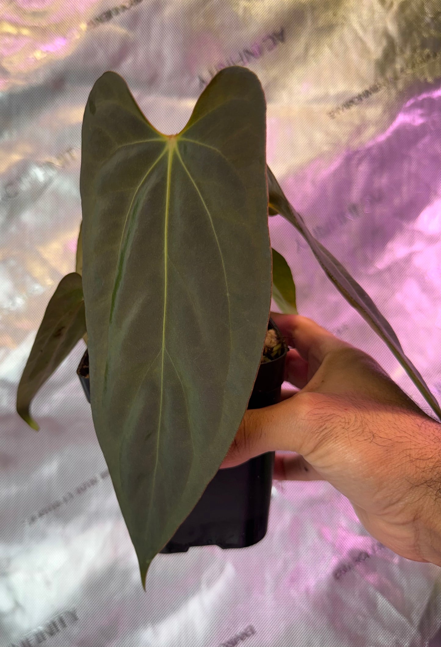 Anthurium Dagger Port-Select D