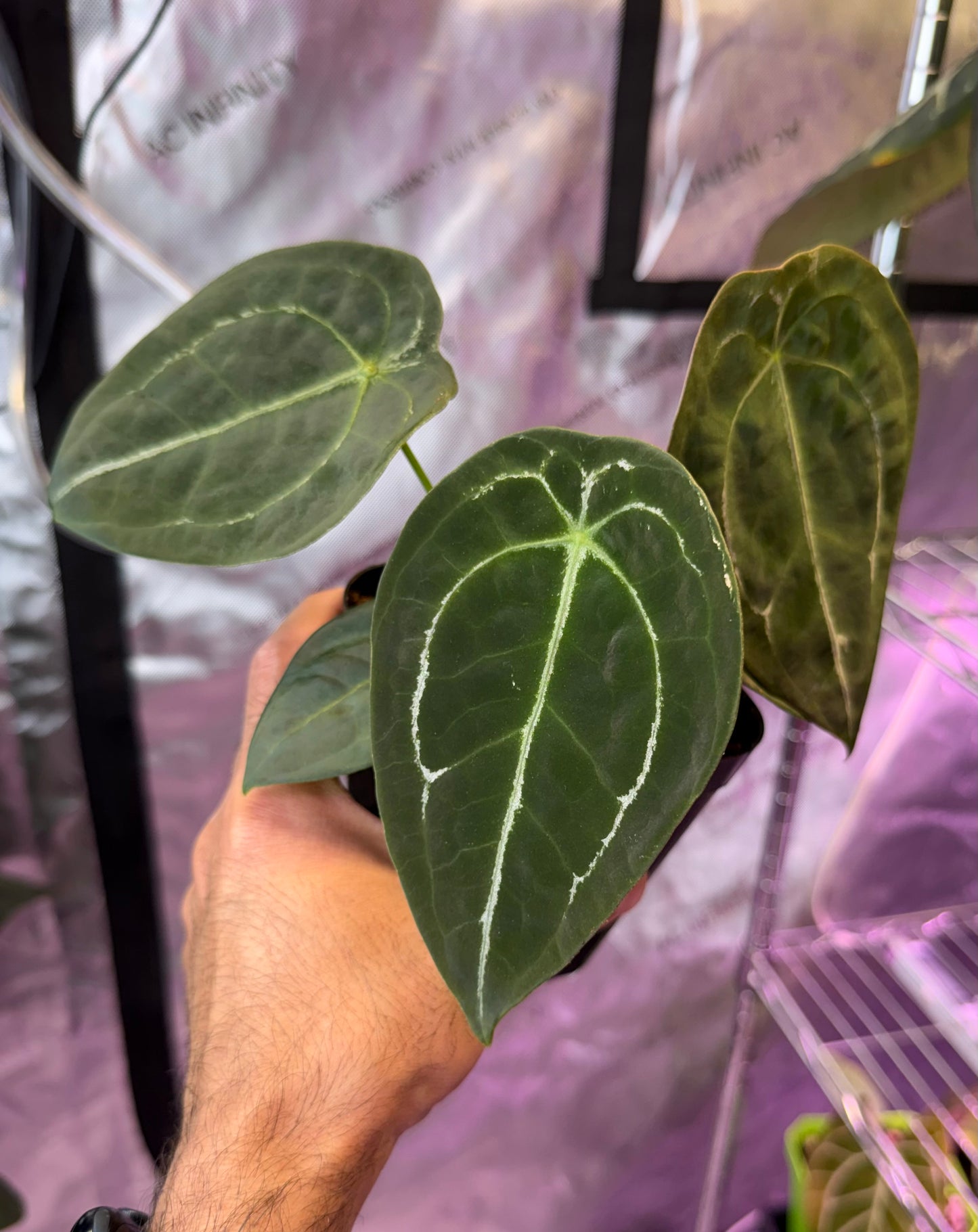 Anthurium RhinoSkin x Devil - Super Select B