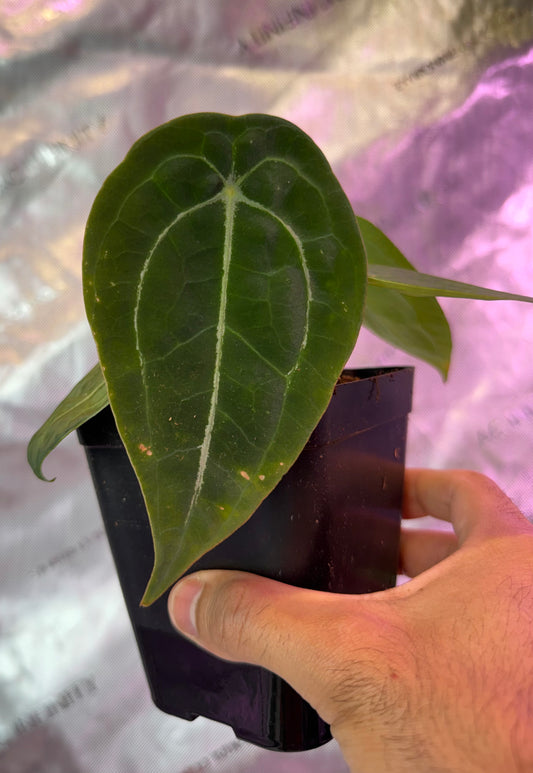 Anthurium RhinoSkin x Devil - Select B