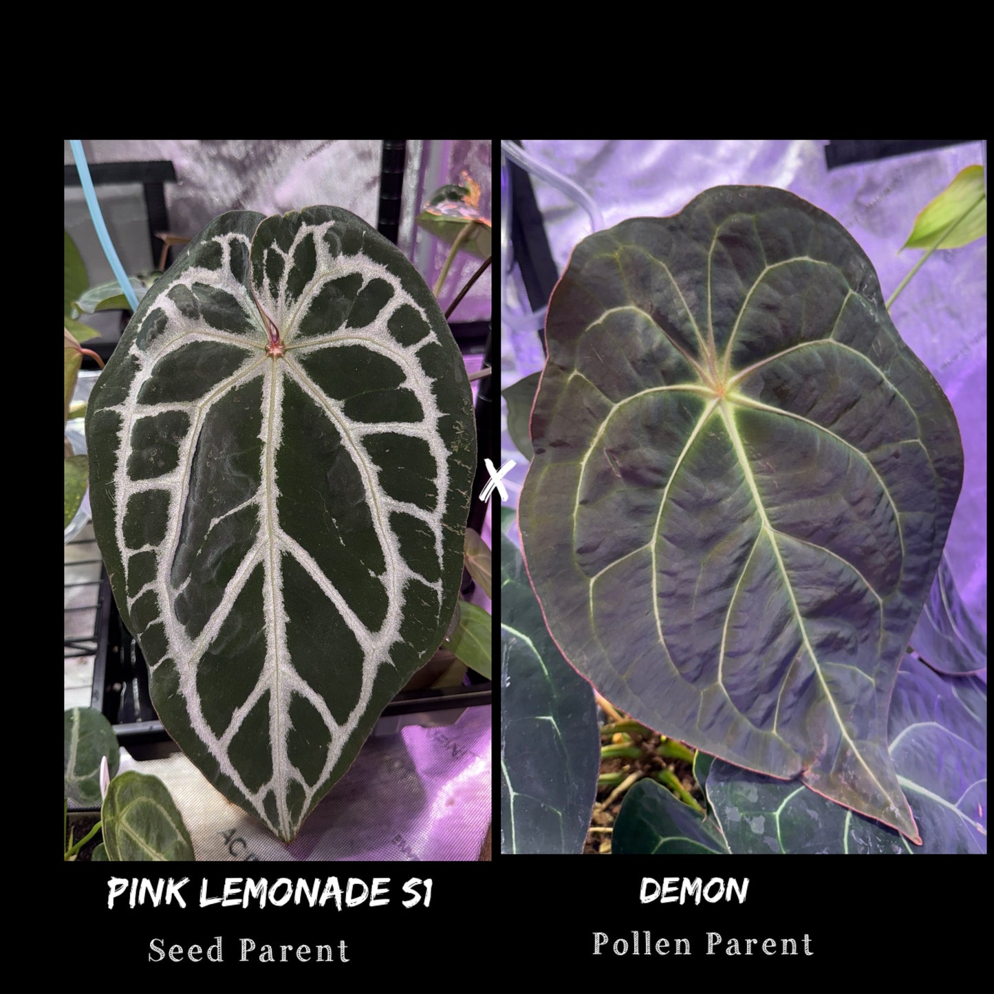 Anthurium Pink Lemonade S1 X Demon
