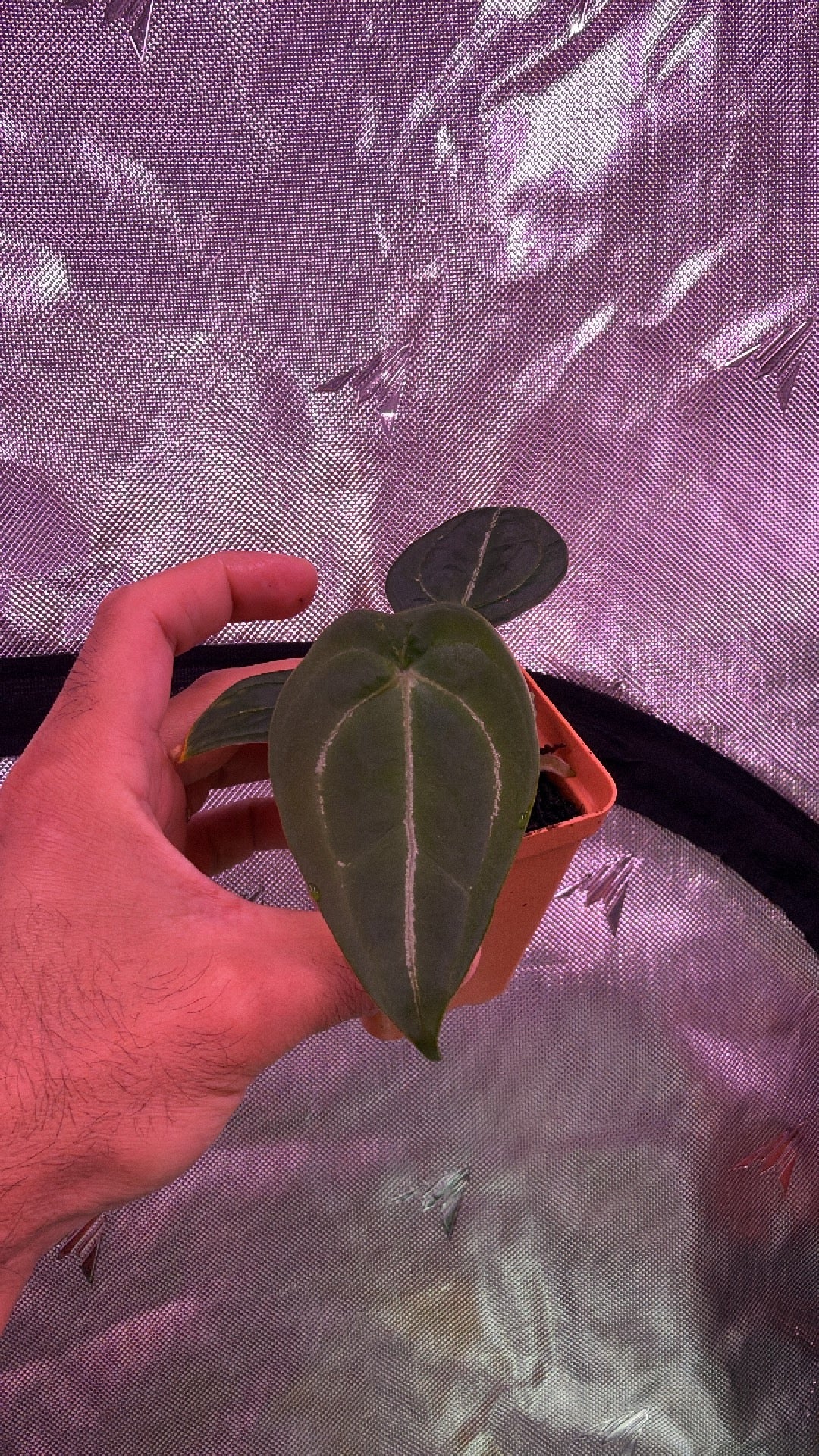 Anthurium RhinoSkin x Devil - Vertical Veins