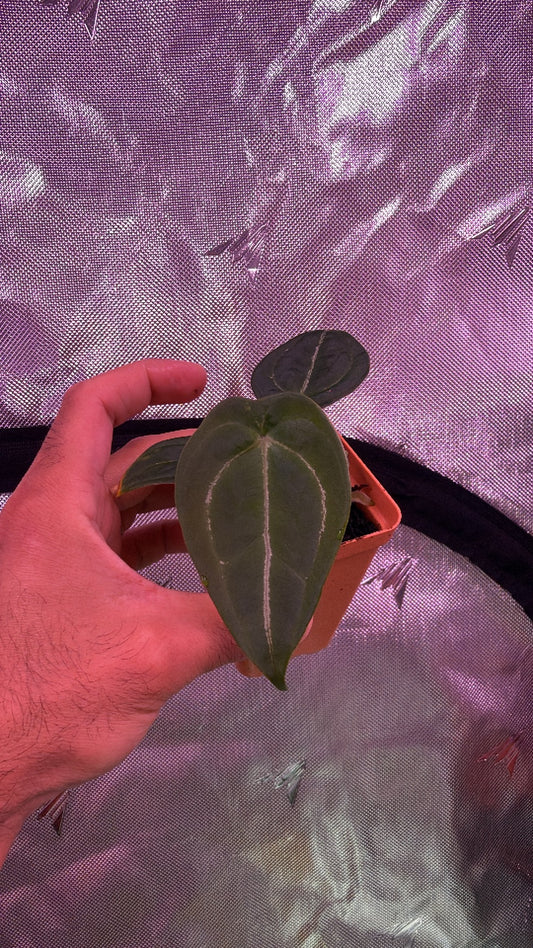 Anthurium RhinoSkin x Devil - Vertical Veins