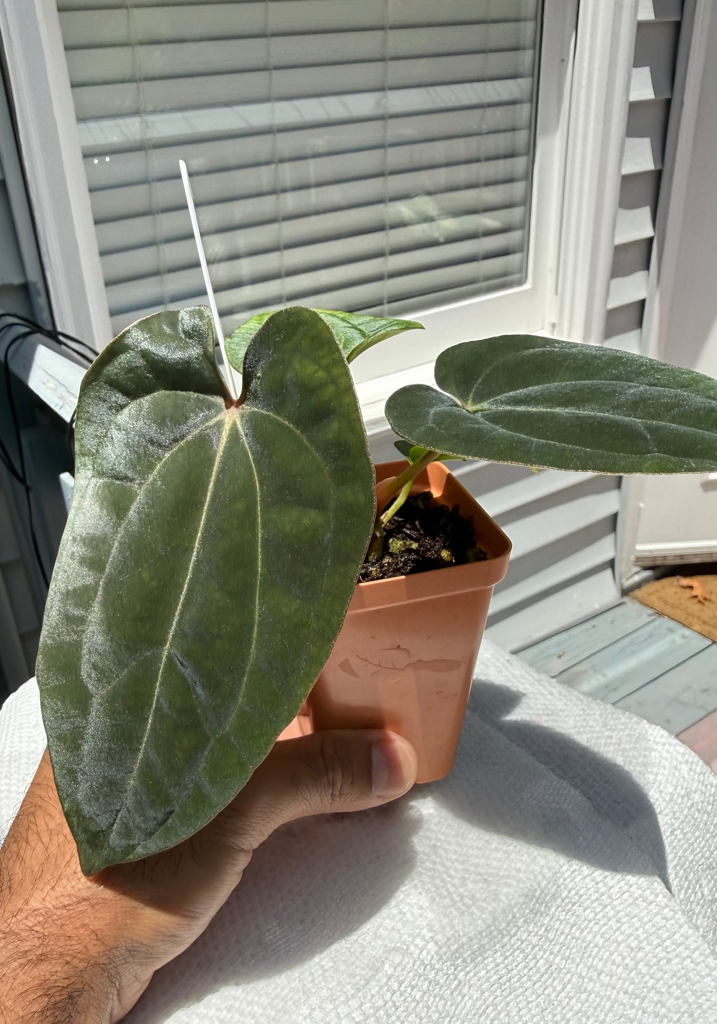 Anthurium (Dress Carla x BVEP) X Carla FSRL - Select A