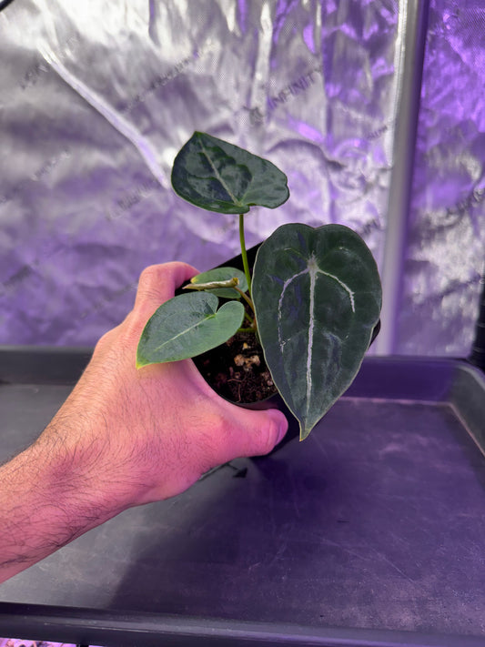 Anthurium Demon x Devil Select A