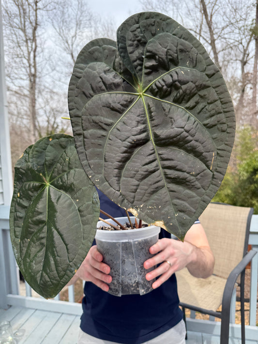 Anthurium (Forgetti x Luxurians) X Demon - Select B