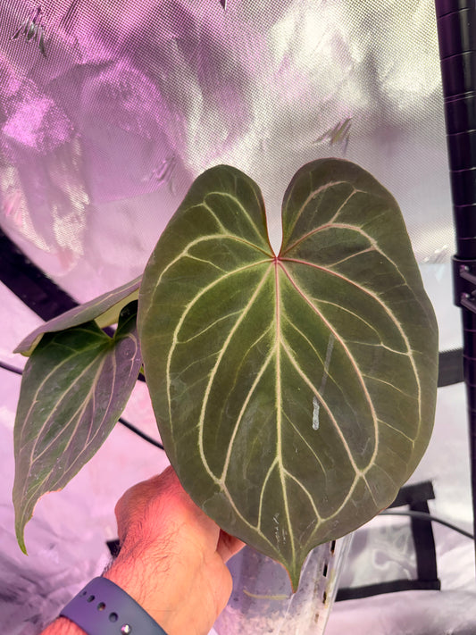 Anthurium HU King of Spades - KOS