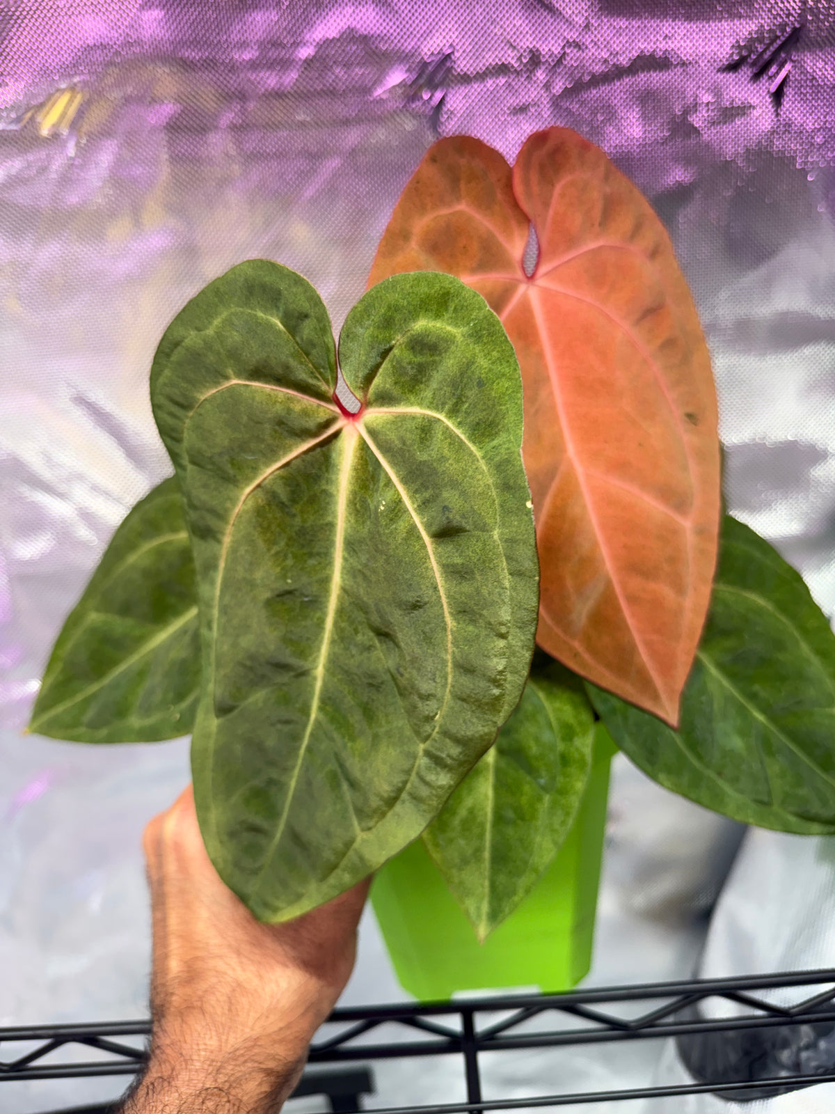 Anthurium Custom Order for Noah