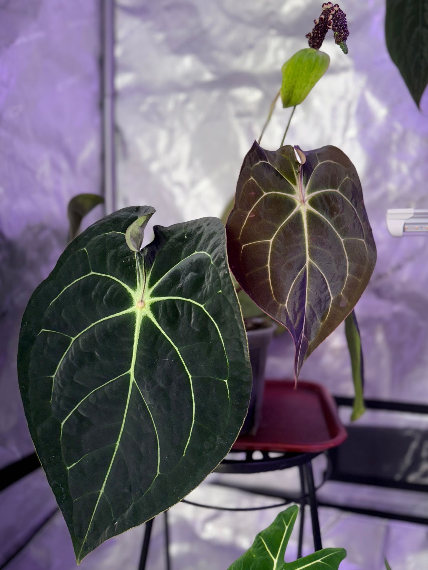 Anthurium Pink Lemonade S1 X Demon