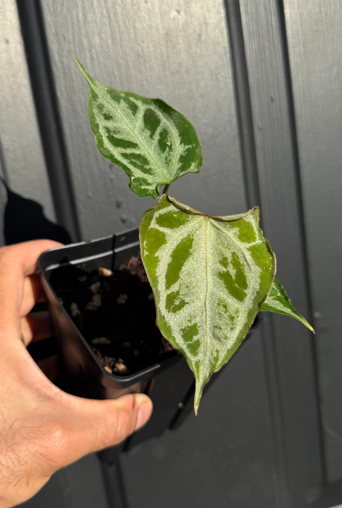 Anthurium (KOS x Red Crystal) X (Muchlis x Red Crystal) select Wide Sinus