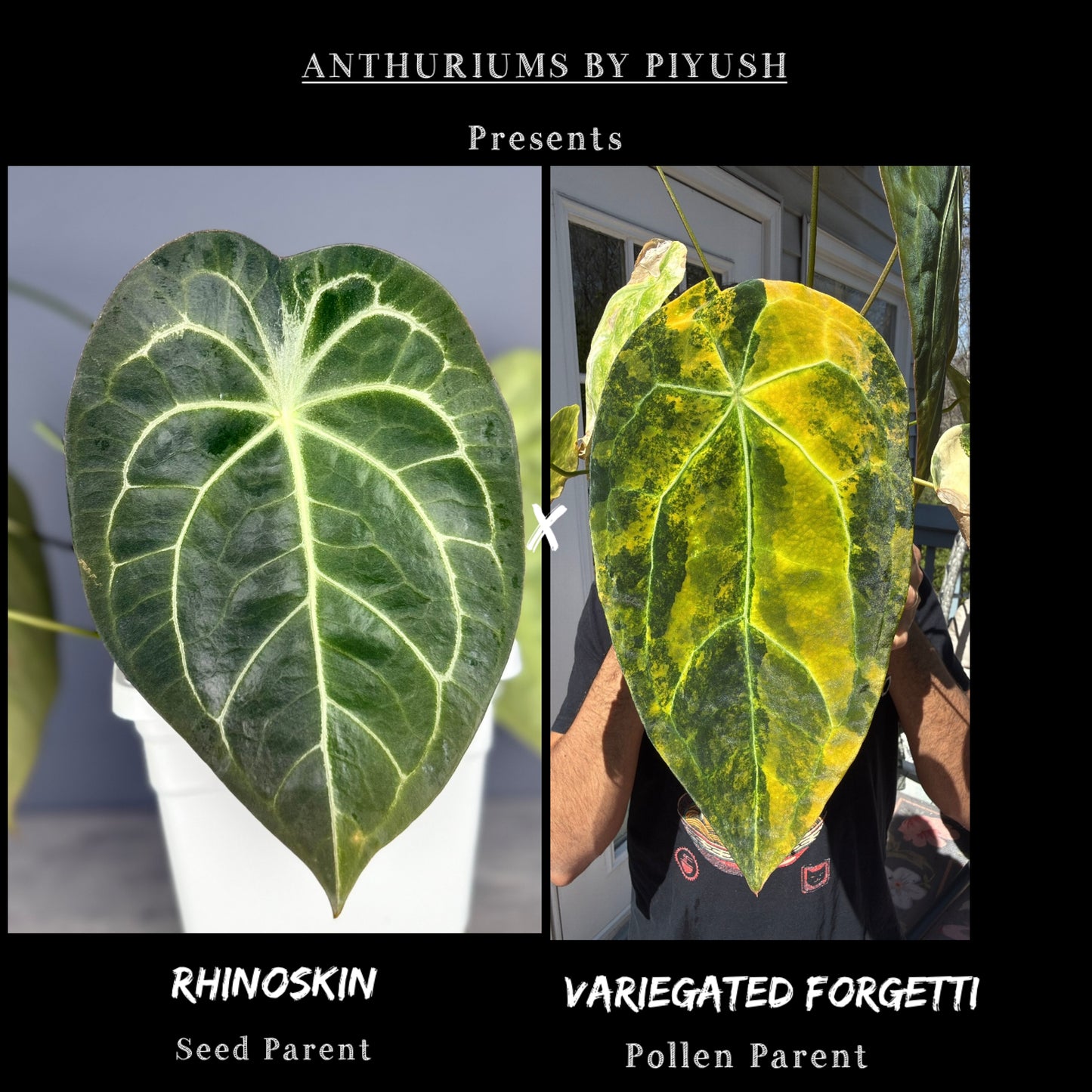 Set of 2 Anthurium (RhinoSkin x Variegated Forgetti)- Seedlings