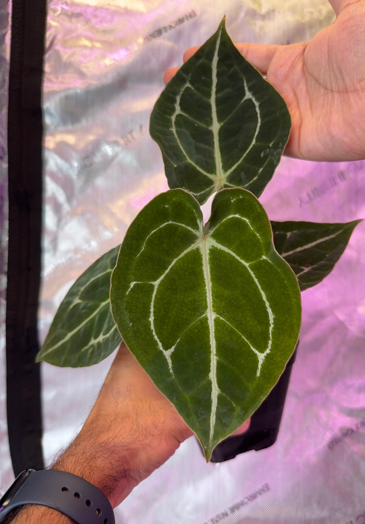 Anthurium Demon S1 - Select B