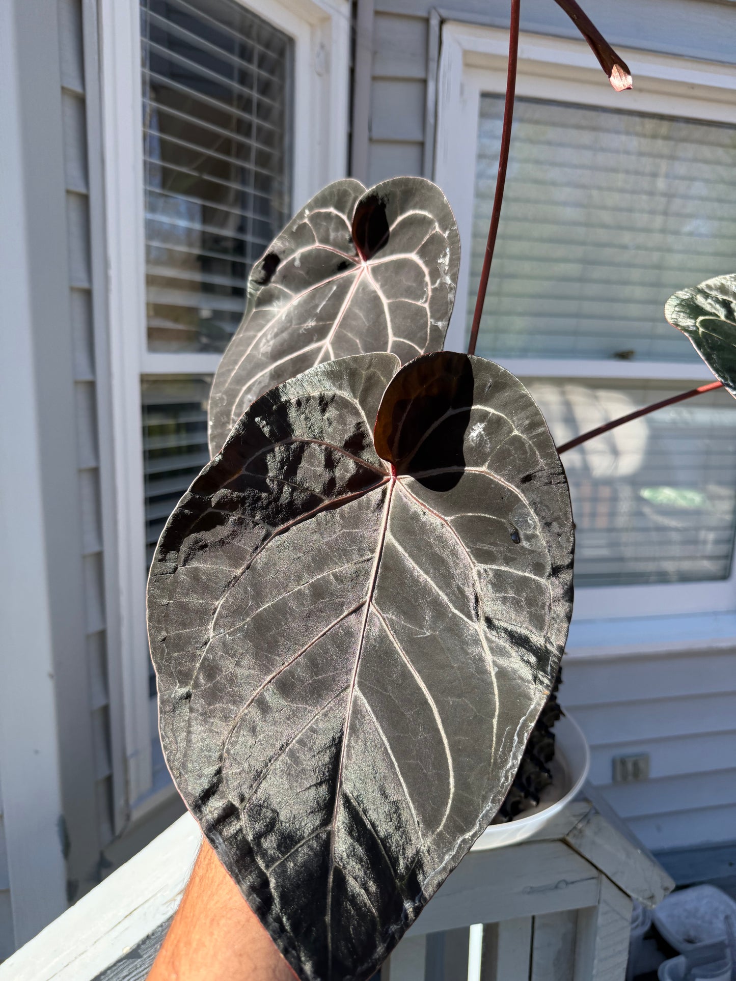 Set of 2 Anthurium (Kunayalense X SP Nov Df) X Dark Boy - Germinated Seeds