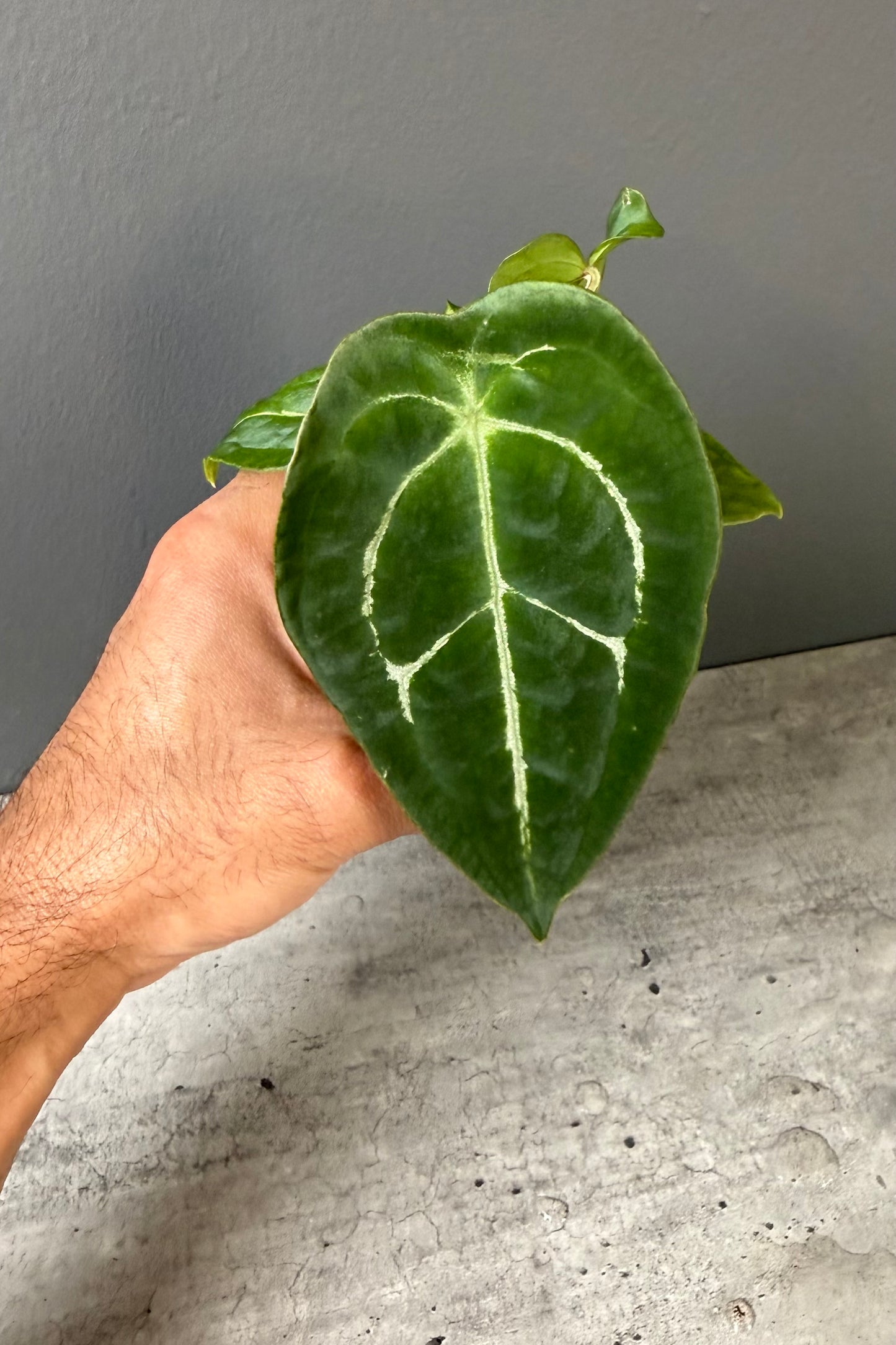 Anthurium Demon S1 - Select A