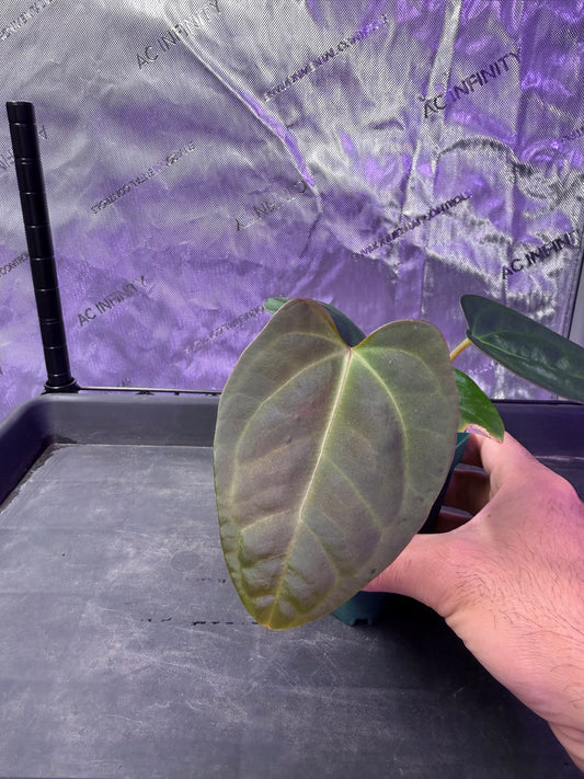 Anthurium (Papillilaminum Gy x Mr Worldwide)