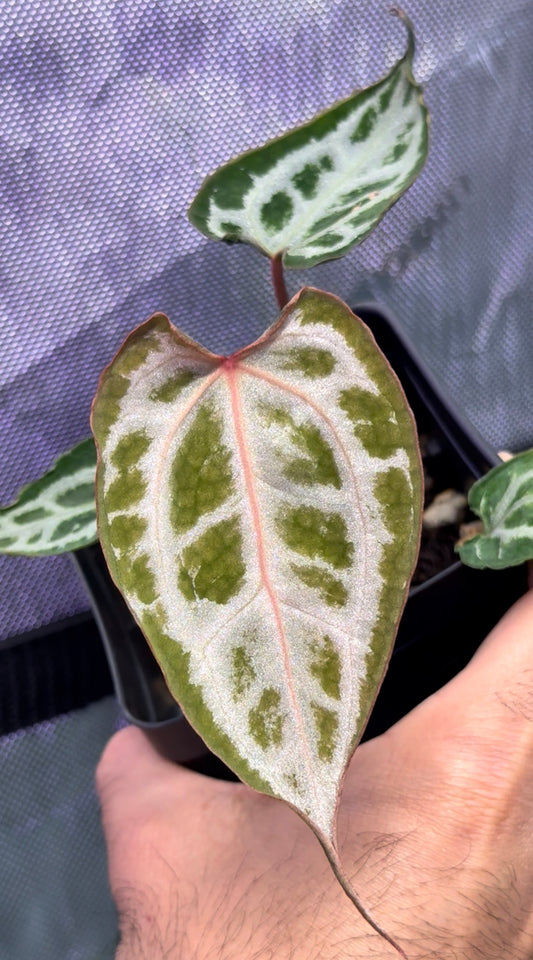 Anthurium (Muchlis x RC) X HU Red Tiger