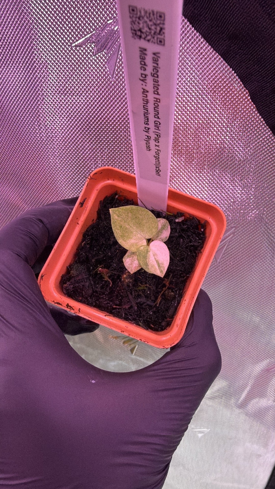 Variegated Anthurium Round Girl Self