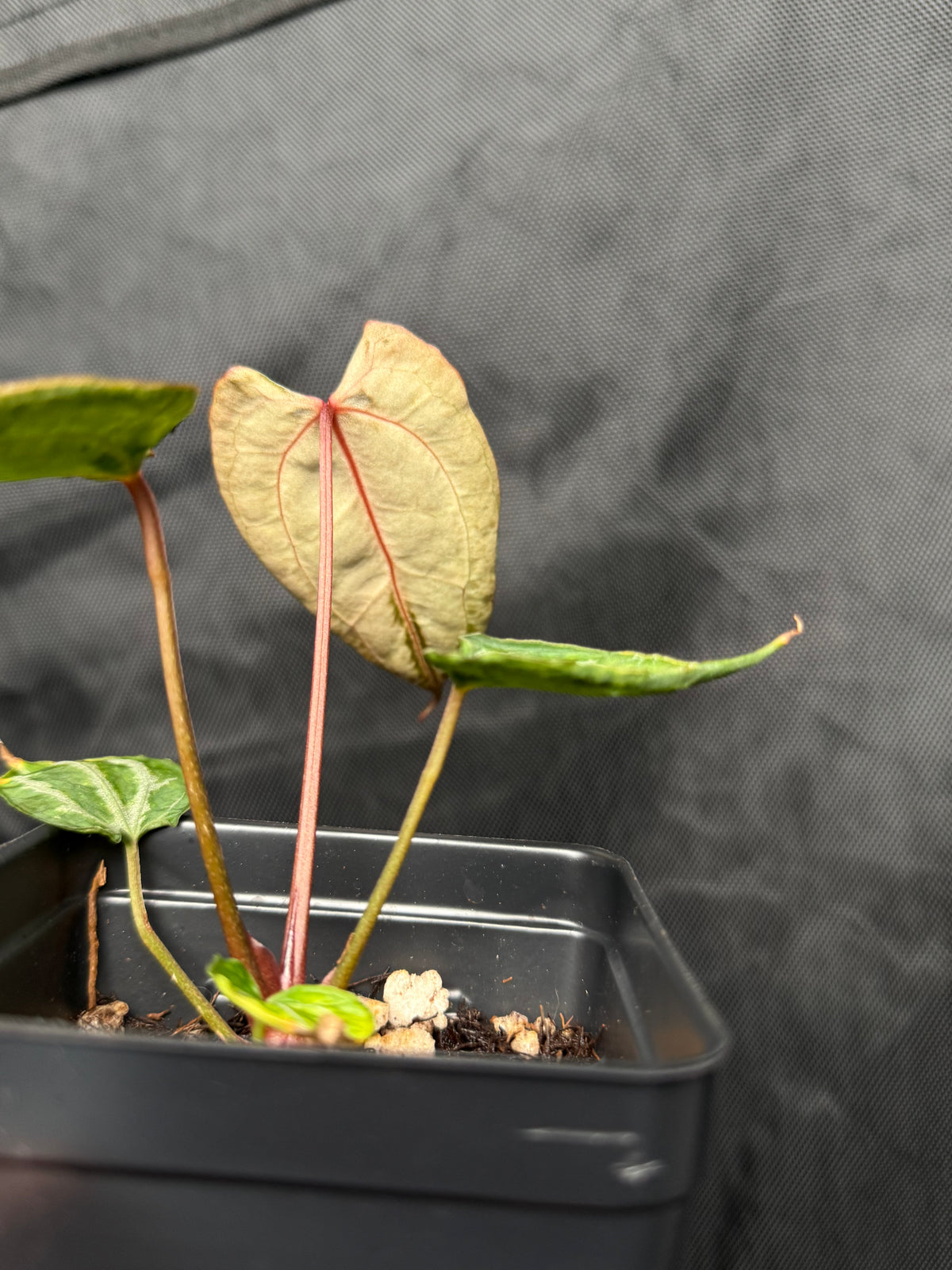 Anthurium (Muchlis x RC) X HU Red Tiger