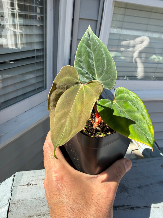 Anthurium (Mystic X Ralphlynam) X Mr Worldwide - Select