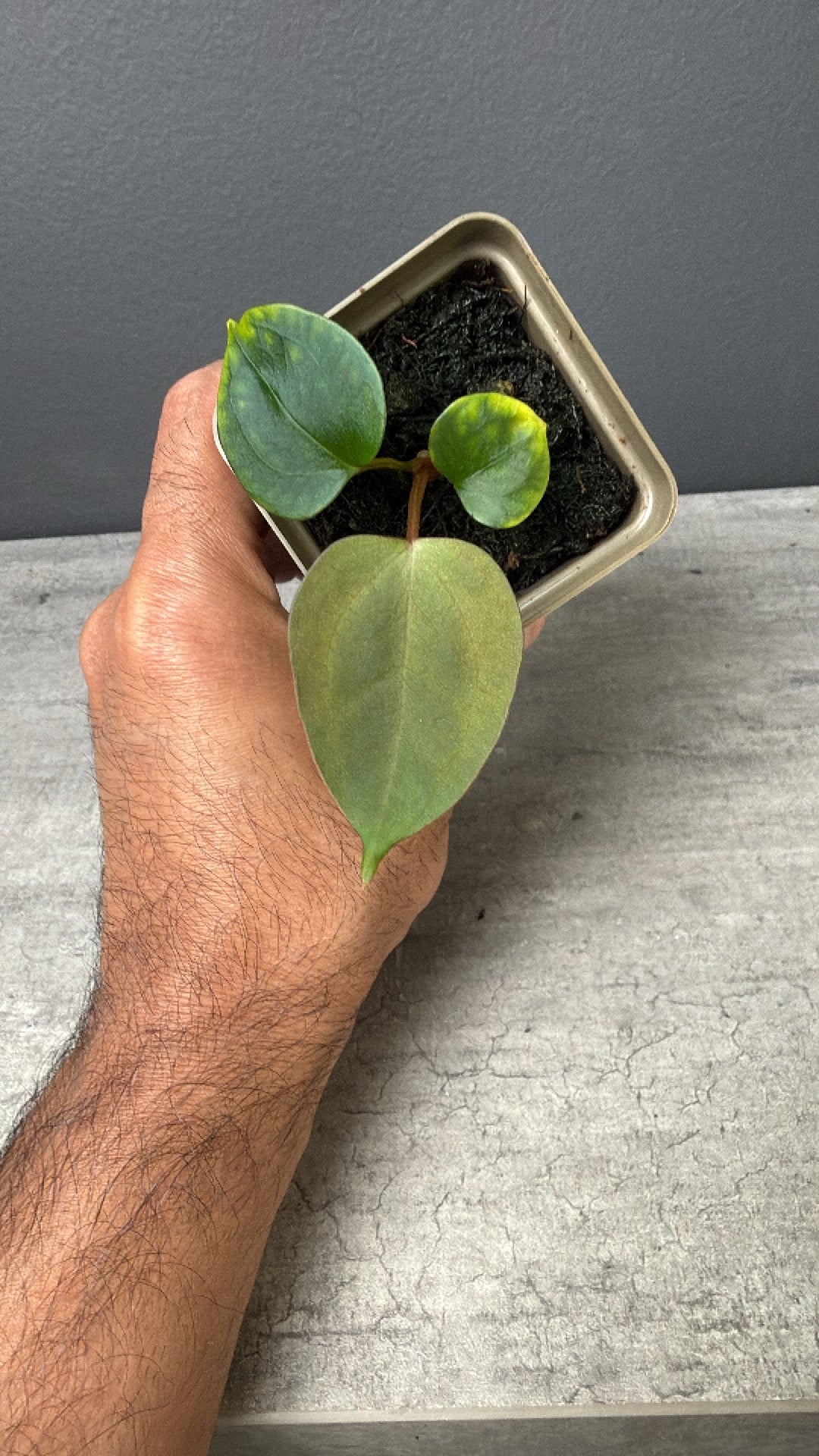 Red Vein Dark Phonix x Mr WorldWide - Select C