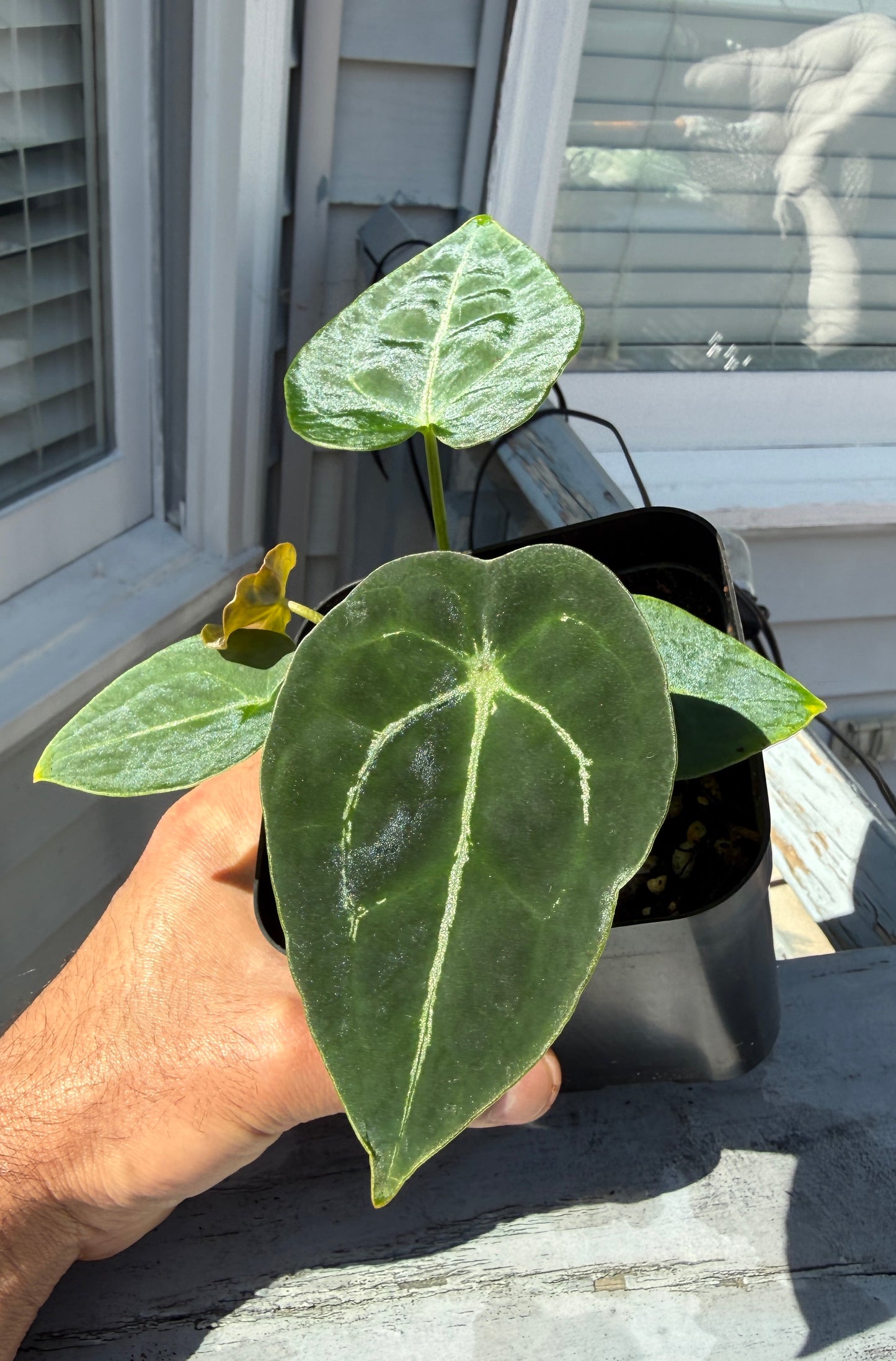 Anthurium Demon x Devil Select A