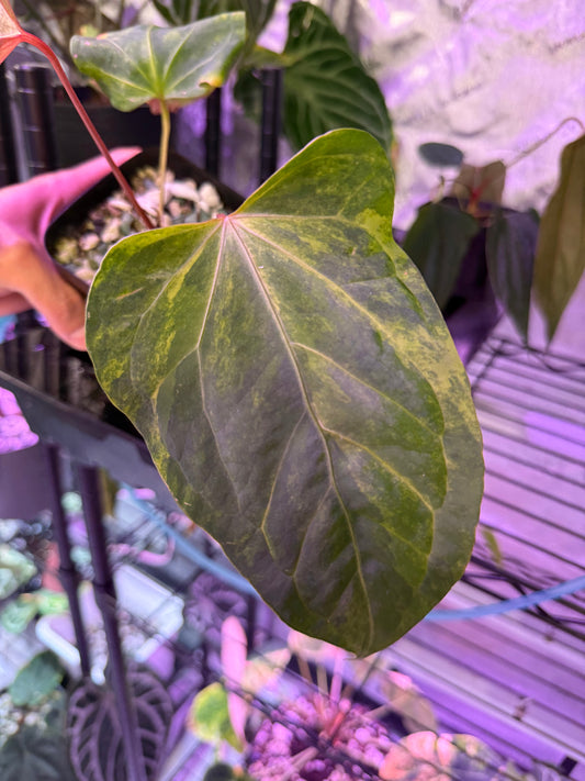 Variegated Anthurium Subsig X RDVP Offset