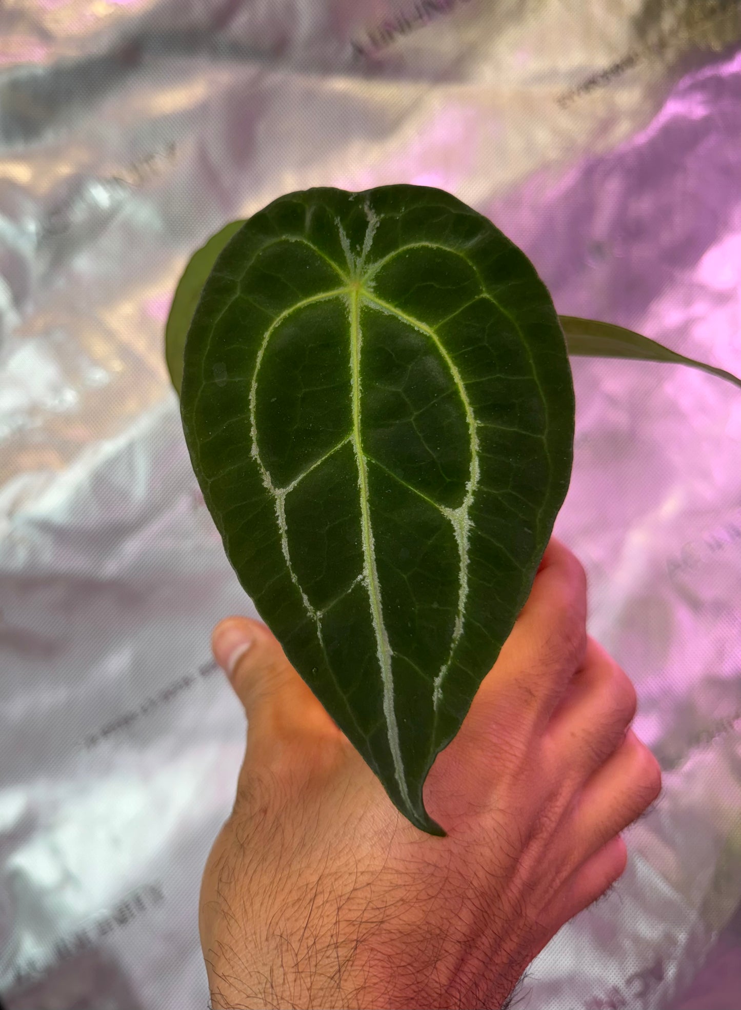 Anthurium RhinoSkin x Devil - Select A