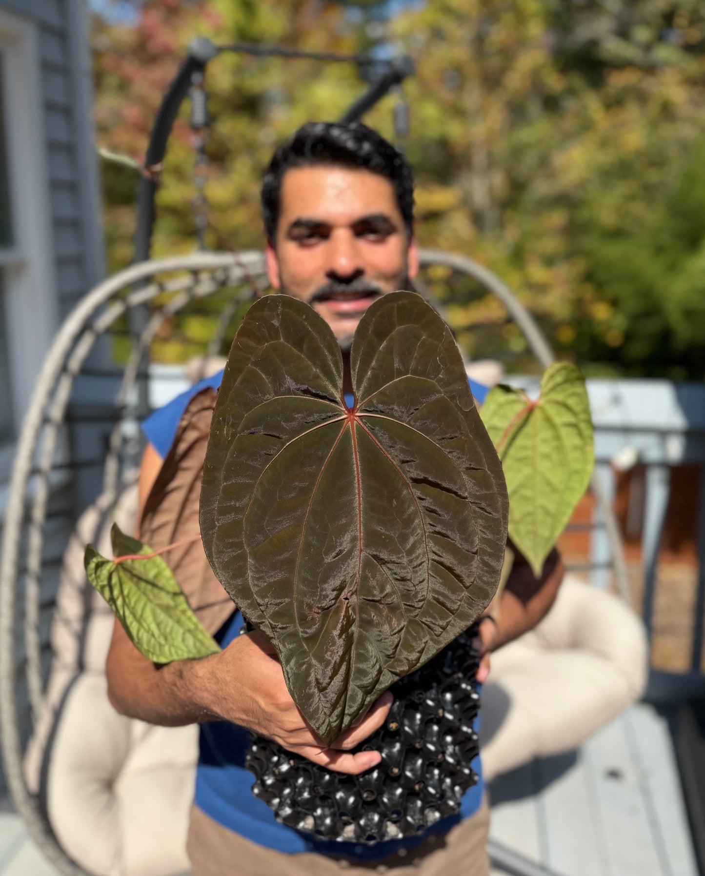 Set of 2 - Anthurium RDVP S1