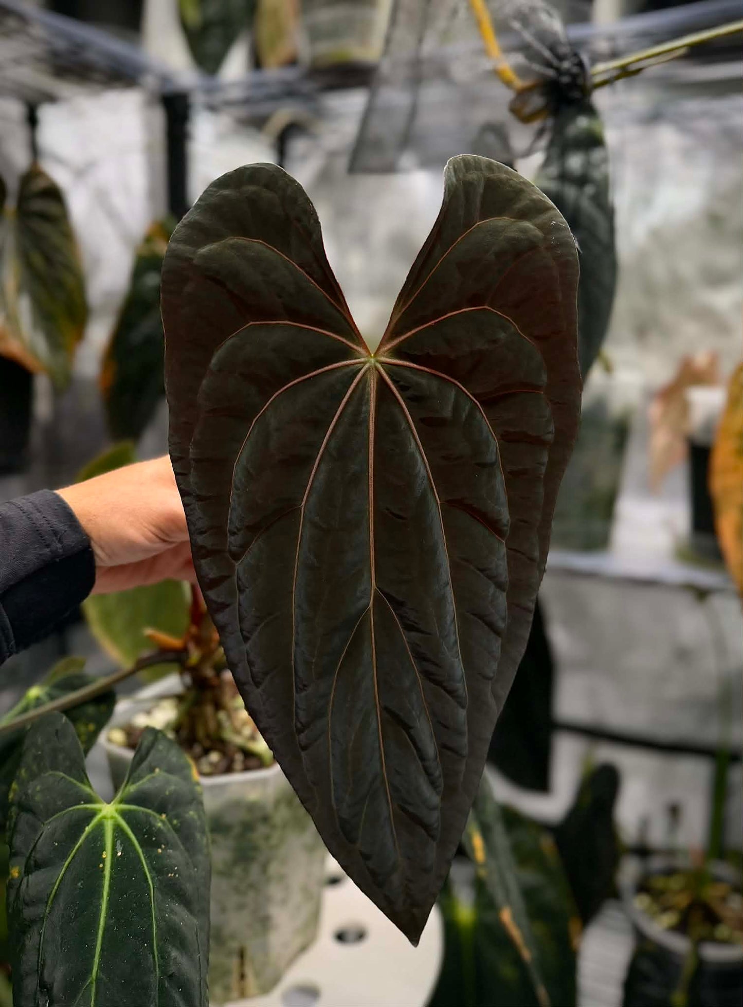 Anthurium (Dress Carla x BVEP) X Carla FSRL - Select A