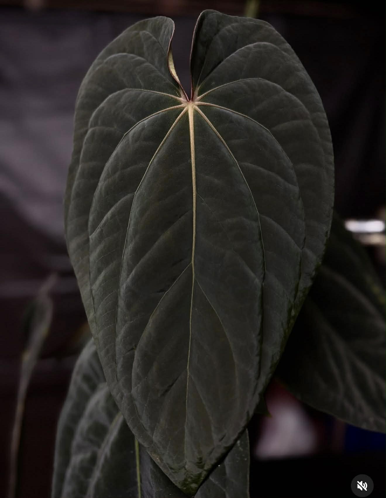 Anthurium (Dress Carla x Dress BVEP) X BVEP - Super Dark A