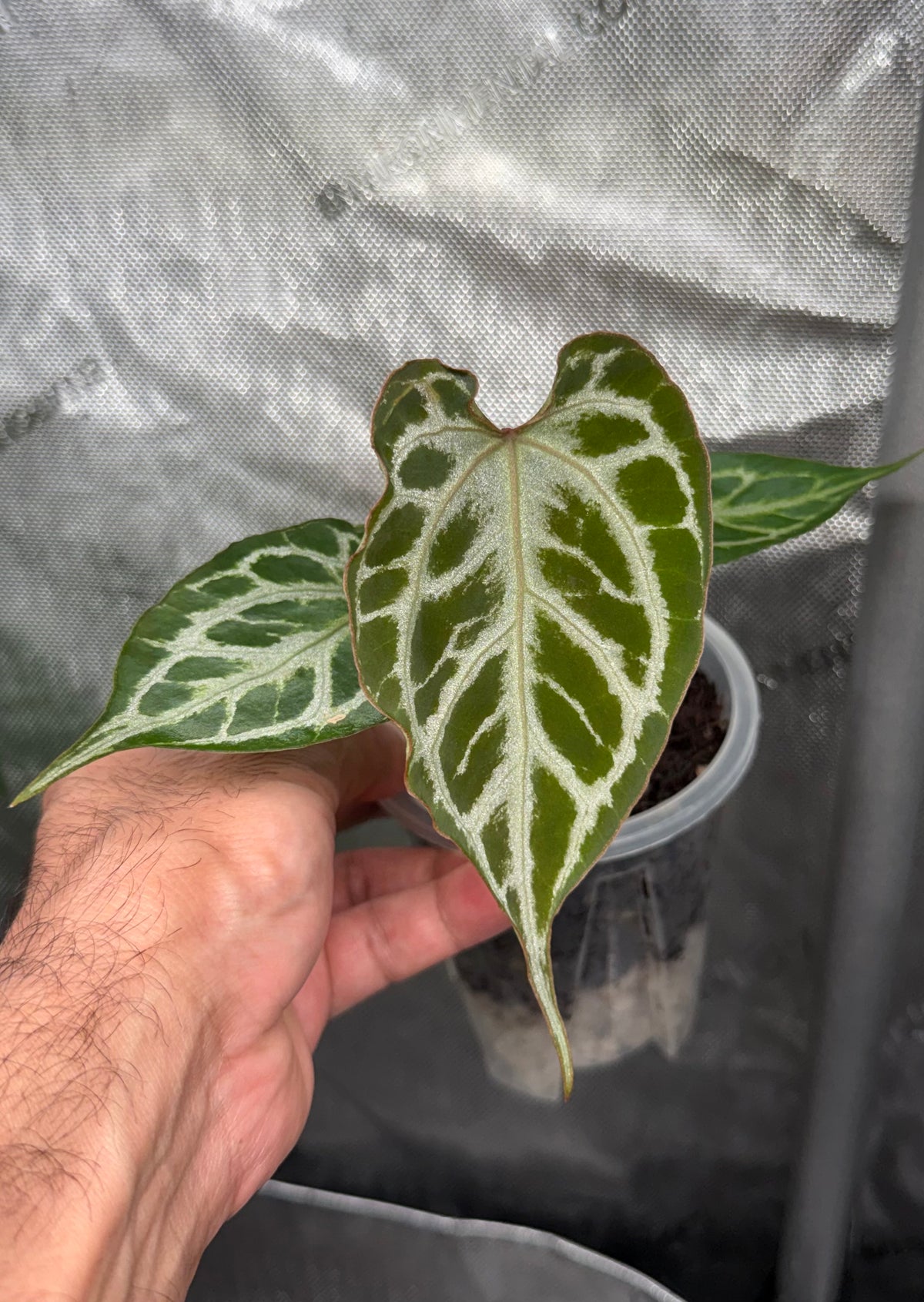 Anthurium (Muchlis x RC) X HU Red Tiger -Select