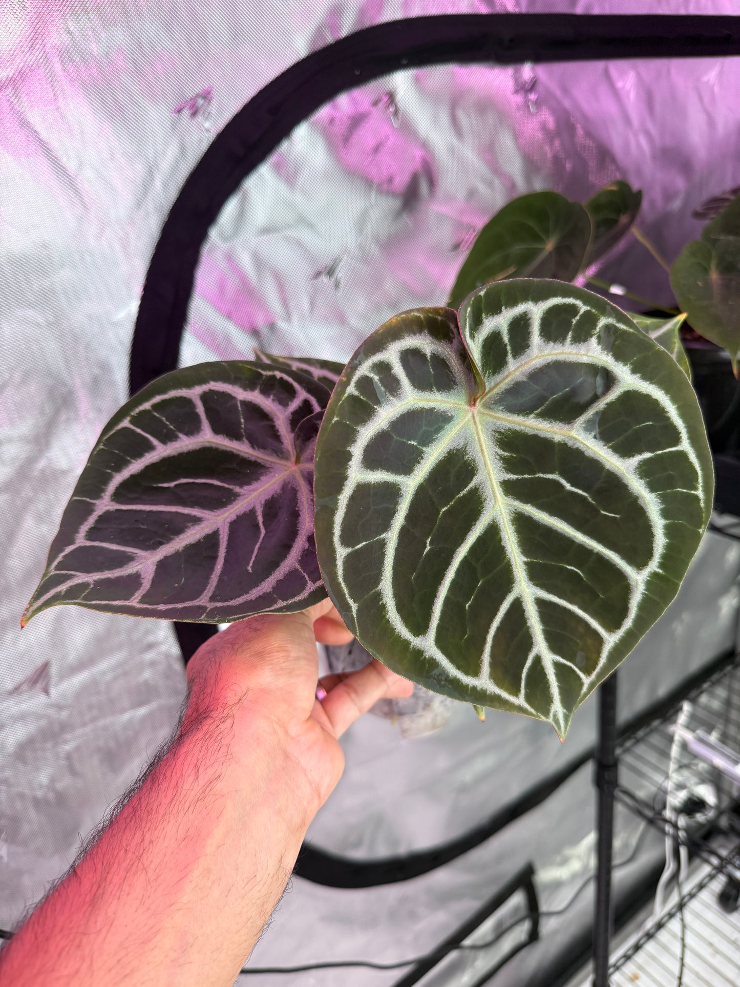 Anthurium HU Red Tiger - Select C