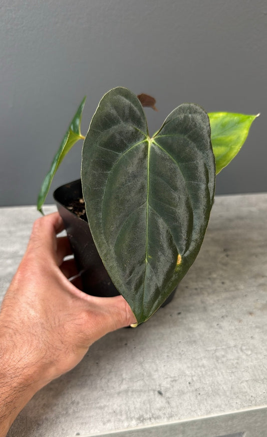 Anthurium (Mystic x Ralphlynam) X Mr Worldwide - Select Dark
