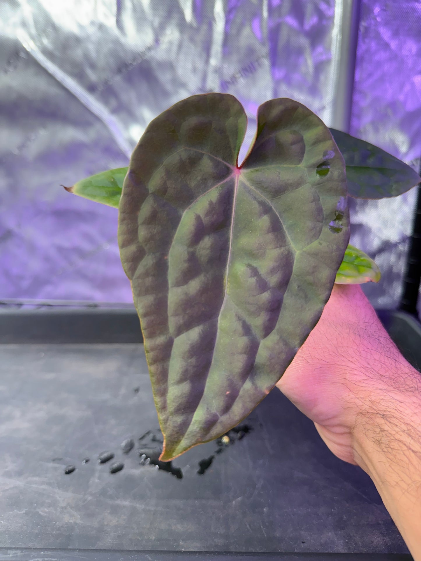 Anthurium (Forgetti x Luxurians) X Demon Select A