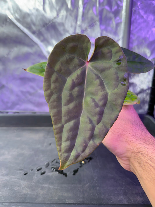 Anthurium (Forgetti x Luxurians) X Demon Select A