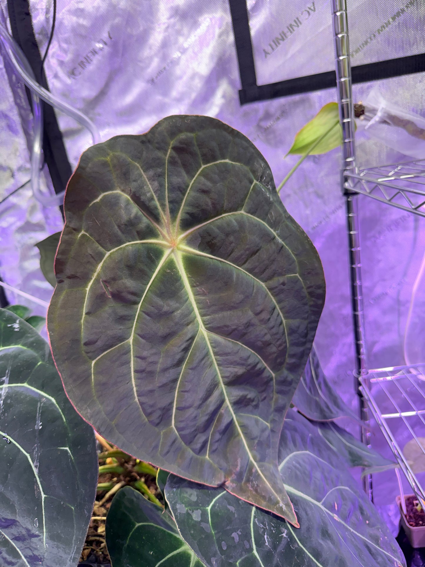 Anthurium Pink Lemonade S1 X Demon