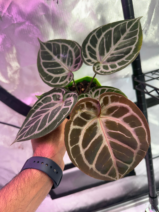 Anthurium HU Red Tiger - Select A