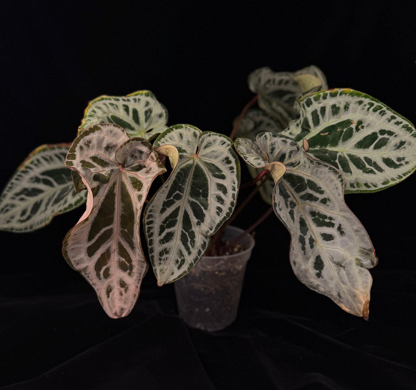 Set of 2 - Anthurium NSE Portialle X Frost Pink Lemonade