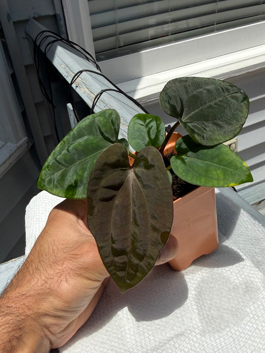Anthurium (Dress Carla x Dress BVEP) X BVEP - Super Dark B