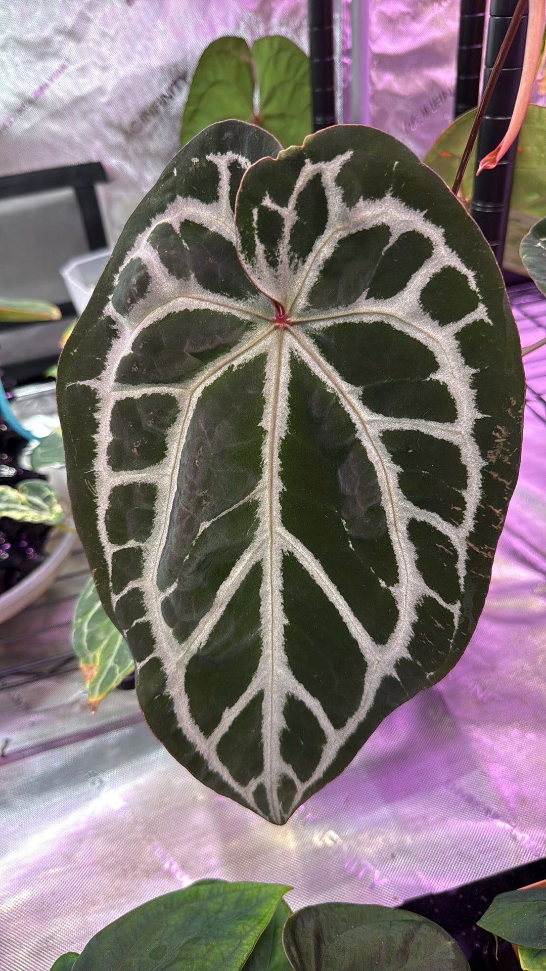 Anthurium Pink Lemonade S1 X Demon